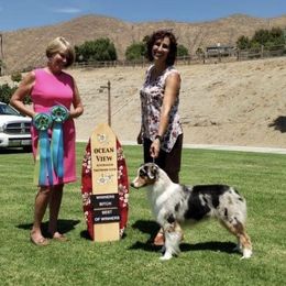 Promise  - Australian Shepherd