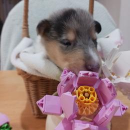 Kabob (Blue Boy 9) - Blue merle white and tan male Collie puppy in Nunn, Colorado from Kingsgift Collies