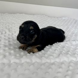Black and Cream female - Black and cream female Dachshund puppy in Shelley, Idaho from Journey’s End Dachshunds