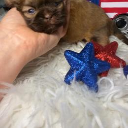 Bentley - Liver male Shih Tzu puppy in Seattle, Washington from Shih Tzu’s  ‘N’ Love