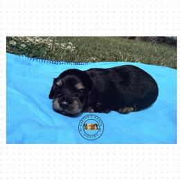 CBCM5 - Black and cream male Dachshund puppy in Carthage, Texas from Rafter C Ranch Doxies