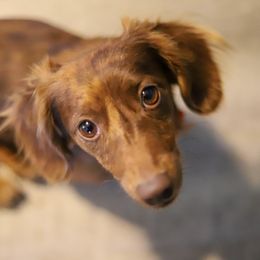 Poppy - Dachshund