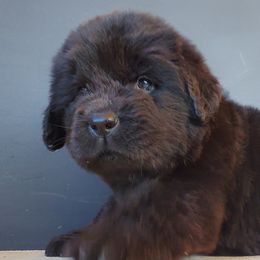 Harriet (Blue) - Black female Newfoundland puppy in Winfield, Pennsylvania from Najuananlo Newfoundlands