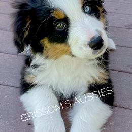 Australian Shepherd Puppies from Grissom’s Aussies