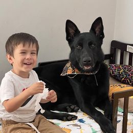 Jager - German Shepherd