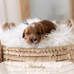 Saturday - Red  male Goldendoodle puppy in Syracuse, Florida from The Doodle Cove