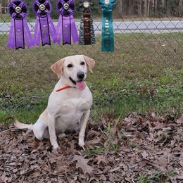Labrador Retriever Puppies from Down South Retrievers