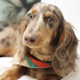 Finn - Dachshund