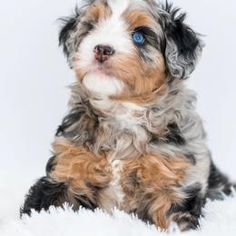 Aussiedoodle puppies from Mesa View Puppies