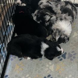 Australian Shepherd Puppies from Prairie Skies Farm
