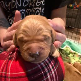 Chief - Dark golden male Golden Retriever puppy in Sandy, Oregon from Treasured K-9s