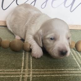Blossom - Cream female Dachshund puppy in Sharon Springs, New York from Show Us The Way Homestead