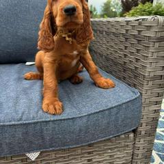 Gold boy - Mahogany Irish Setter puppy in Fredonia, New York from Northwinds