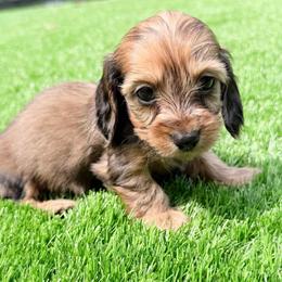 Becky - Red female Dachshund puppy in Richmond, Virginia from Irresistible Dachshunds & Cavaliers