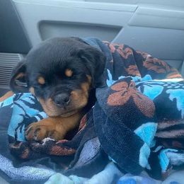 Rottweiler Puppies from Bronx Von Bridges Rottweilers