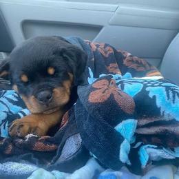 Rottweiler Puppies from Bronx Von Bridges Rottweilers