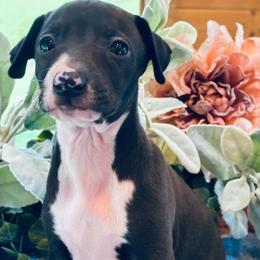 Puppy boy 1 - Black male Italian Greyhound puppy in North Carolina from Celtic Sighthounds
