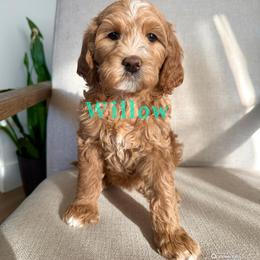 Willow - Red  female Goldendoodle puppy in Glendale, Arizona from Follow Your Bliss Doodles