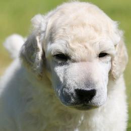 Jackson - White male Poodle puppy in Ephrata, Washington from NCR Ranch