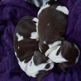English Springer Spaniel Puppies from Brambleberry Springers