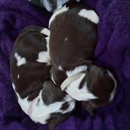 English Springer Spaniel Puppies from Brambleberry Springers