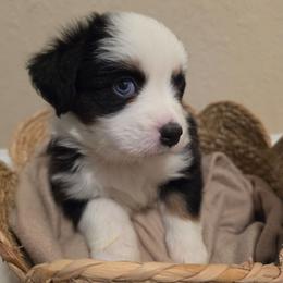 Remi - Black tri female Miniature American Shepherd puppy in Bristol, Tennessee from Riverstone Aussies