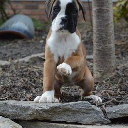 Boxer Puppies from Euro Boxx Boxers
