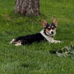 Reigna - Pembroke Welsh Corgi
