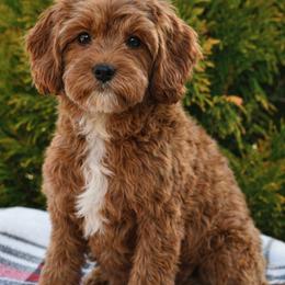 Meadow - Cavapoo