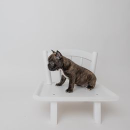 Tiger - Brindle and white French Bulldog puppy in Brandon, Mississippi from Prolific Frenchies Co.