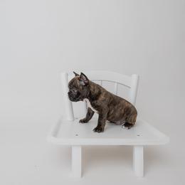Tiger - Brindle and white French Bulldog puppy in Brandon, Mississippi from Prolific Frenchies Co.