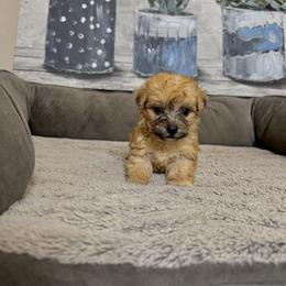Morkie Puppies from Smart Farms