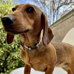 Ginger - Red female Dachshund puppy in Sacramento, California from MiniDoxPups