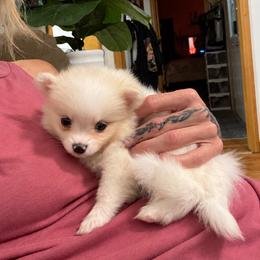 Suzie - White female Pomeranian puppy in Mc Henry, Illinois from Pomeranians