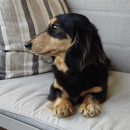 Jack - Dachshund