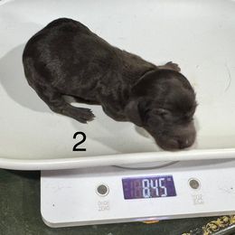 Nix - Black male Dachshund puppy in Cabool, Missouri from Dachshund's of Country Magic Farms in Missouri