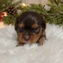 Nutmeg - Chocolate female Cavalier King Charles Spaniel puppy in Ellisville, Mississippi from Malu Lani Cavaliers