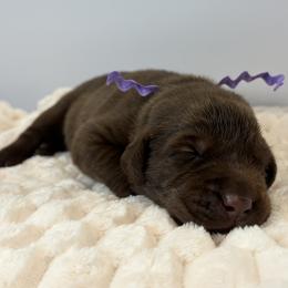 Purple collar chocolate female - Chocolate female Labrador Retriever puppy in Gainesville, Georgia from Rucker Retrievers