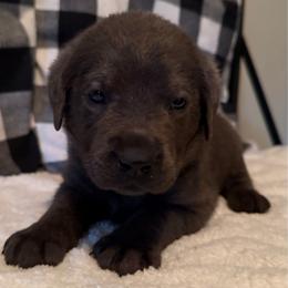 Grey - Charcoal male Dilute Retriever puppy in Marion, Illinois from Summer Lovin’ Labradors of Southern Illinois