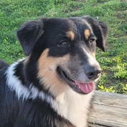 Australian Shepherds from Mary's Australian Shepherds