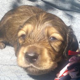 DBs August Burgmulier - Cream male Dachshund puppy in Summerfield, Florida from D & B Ranchette