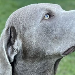 Bowie - Dilute Retriever