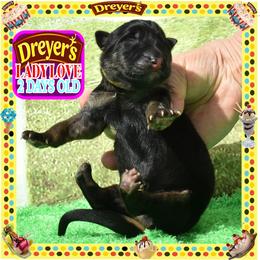 DREYERS BIG GIRL - Black and red female German Shepherd puppy in Murrieta, California from Diamond Oaks German Shepherds