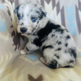 Girl 1 - Blue merle female Australian Shepherd puppy in Oklahoma from DRB Dachshunds