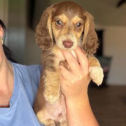 John B - Chocolate and cream male Dachshund puppy in Stamford, Texas from West Texas Miniature Dachshunds