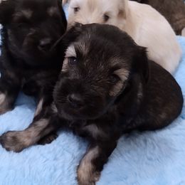 Salt and Pepper - Salt and pepper male Miniature Schnauzer puppy in Kannapolis, North Carolina from Schnauzer Affinity