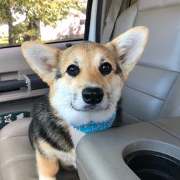 Dollar AKA Dolly - Pembroke Welsh Corgi