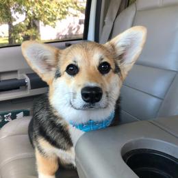Dollar AKA Dolly - Pembroke Welsh Corgi