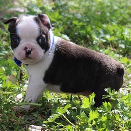Ace - Brindle and white male Boston Terrier puppy in Brooksville, Florida from I Love Pups