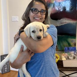 Labrador Retriever Puppies from Krys Ruth